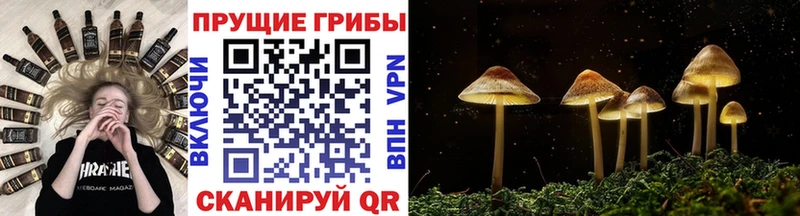 Галлюциногенные грибы Psilocybe  Купить закладки  Нижняя Тура 